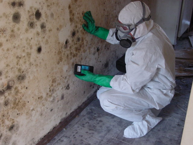 How To Get Rid of Black Mold Safely and Effectively