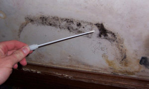 Mold Testing Swab Sample