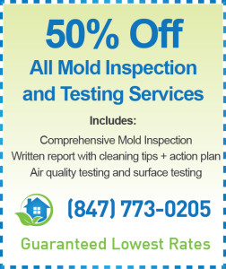 Mold Inspection Palatine Cost