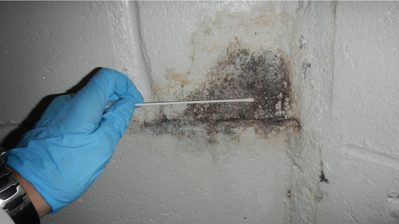 Mold Testing Companies Near Me