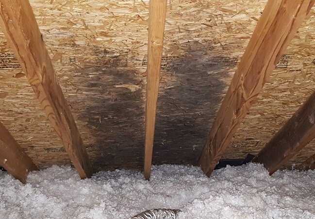 Attic Mold Removal in Rockford IL