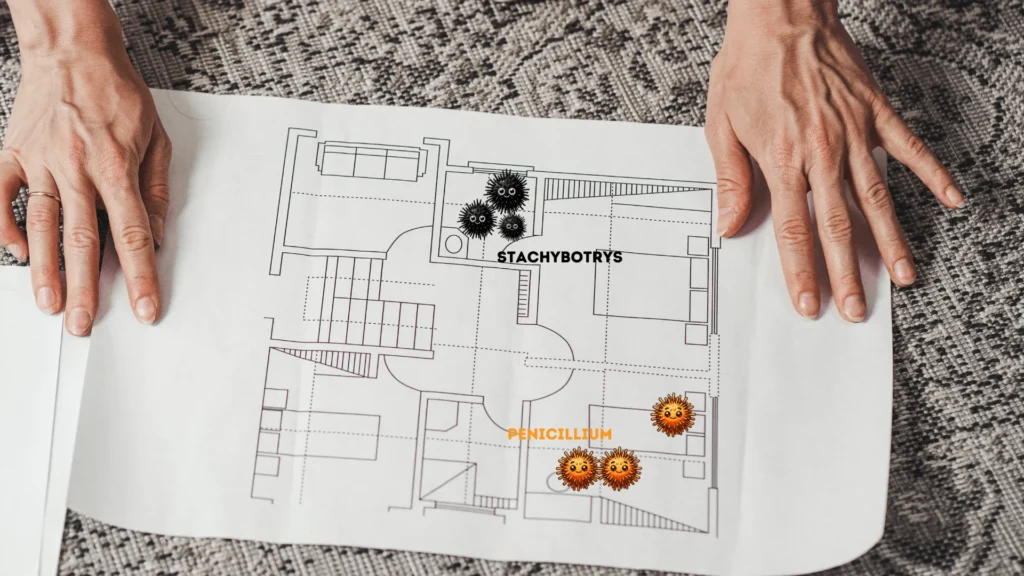 Mold-Remediation Highland Park IL