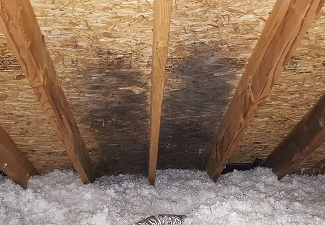 Attic Mold Removal